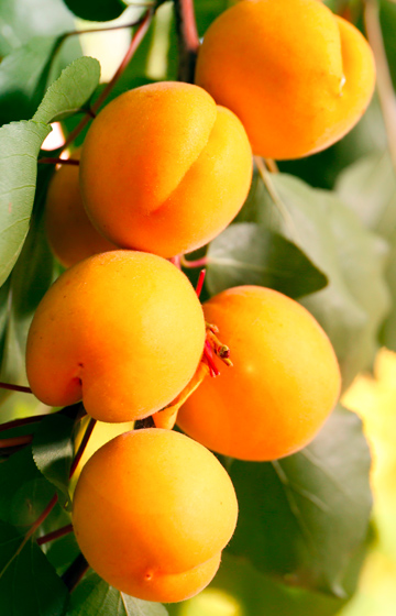 The “GianPan” - Apricot